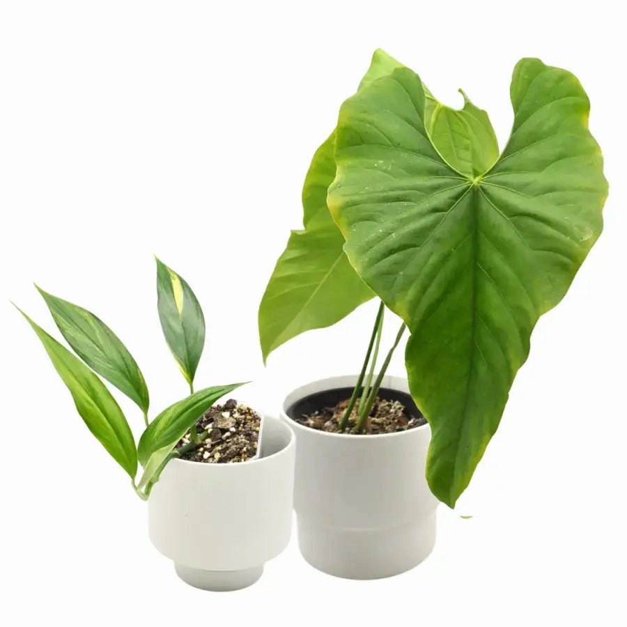 The Plant Collector's Box