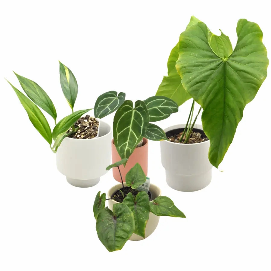 The Plant Collector's Box