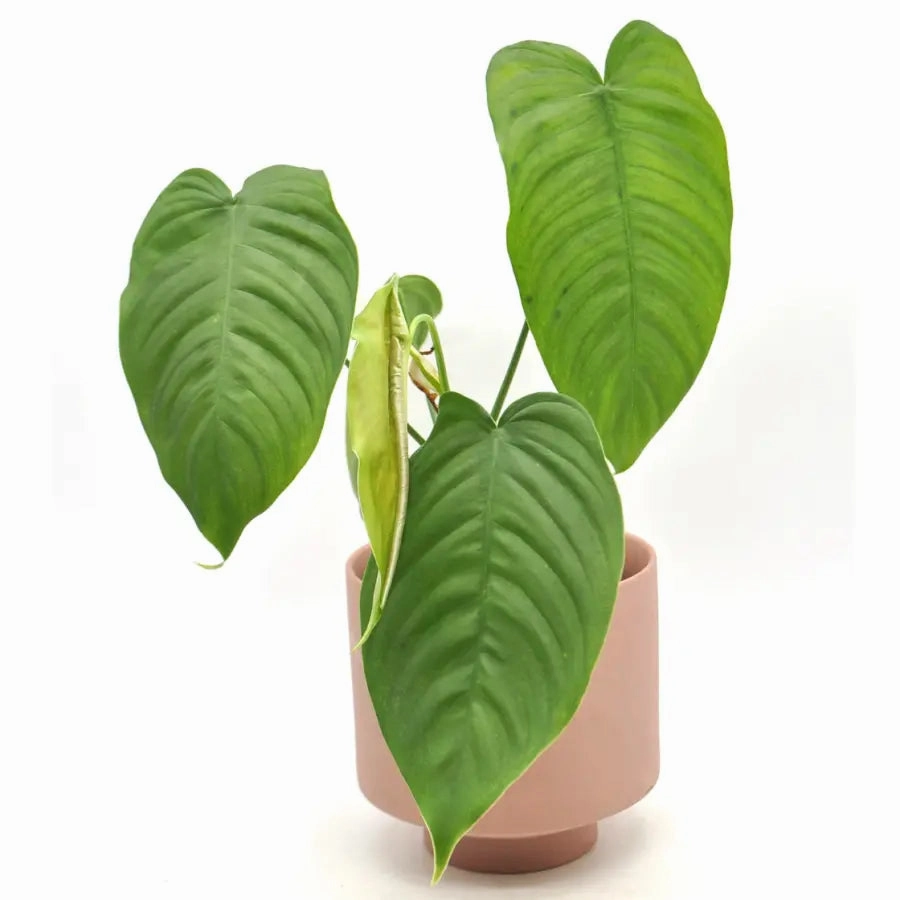 The Plant Collector's Box