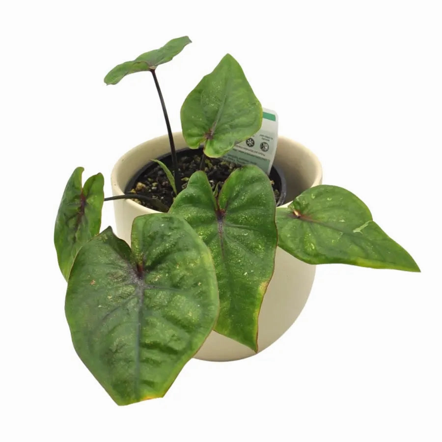 The Plant Collector's Box