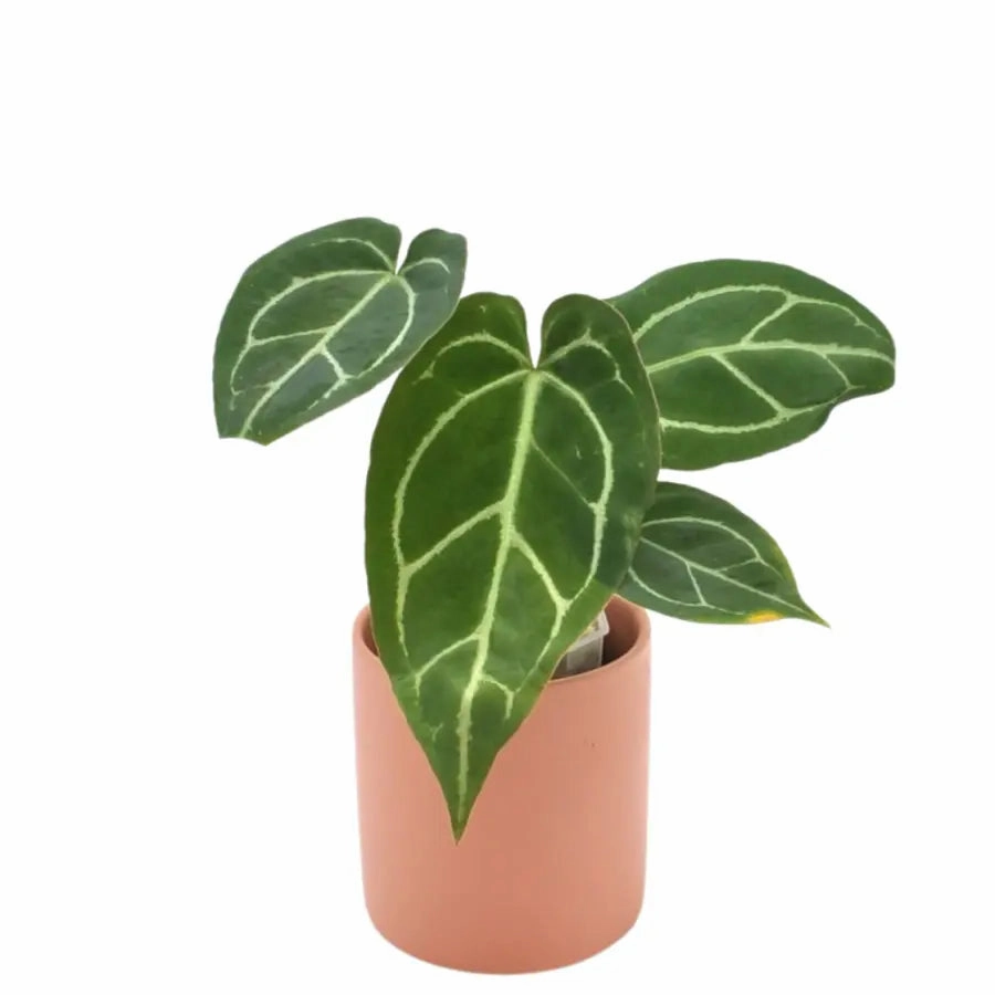 The Plant Collector's Box