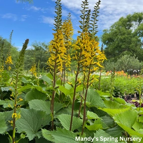 The Rocket Golden Ray | Ligularia stenocephala single layer plant shelf  