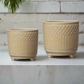 Thea Pot Oat plant seeds  