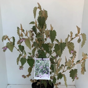 Thomasia macrocarpa Softy small flower pot  