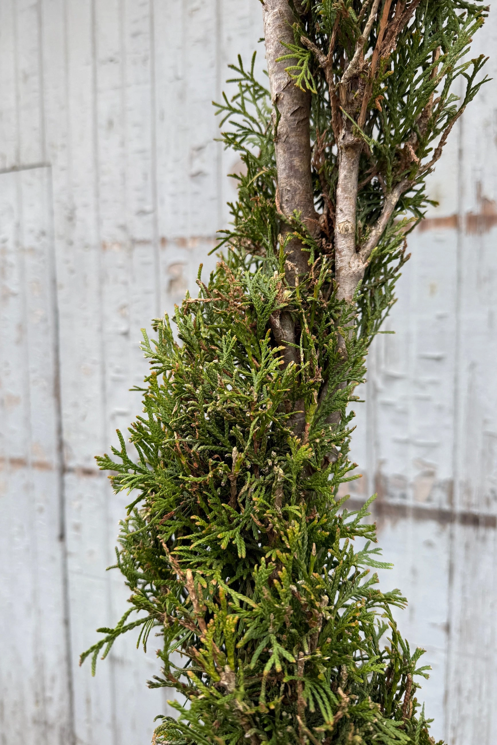 Thuja o. 'Emerald Green' Spiral #7