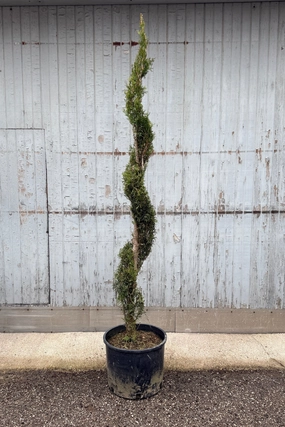 Thuja o. 'Emerald Green' Spiral #7 decorative flowerpot  
