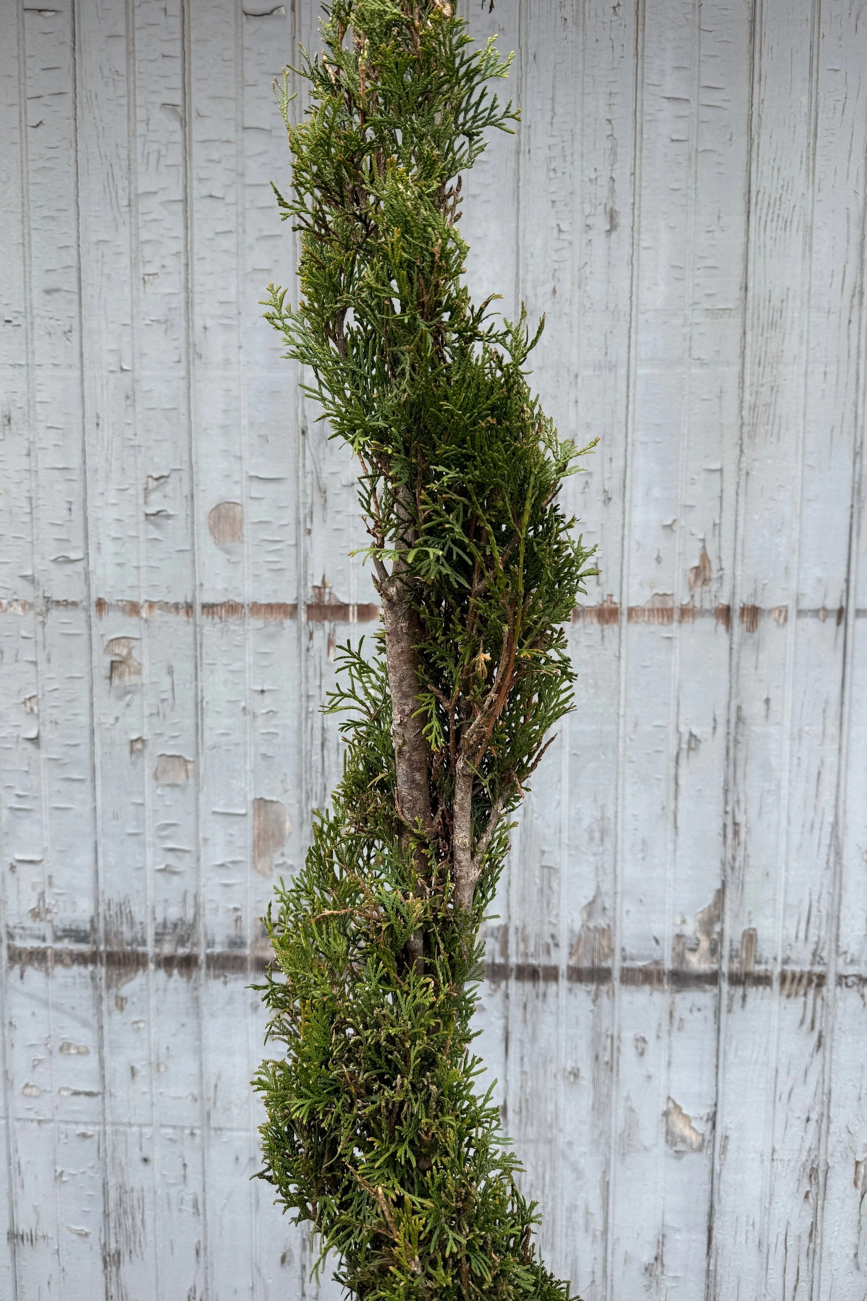 Thuja o. 'Emerald Green' Spiral #7