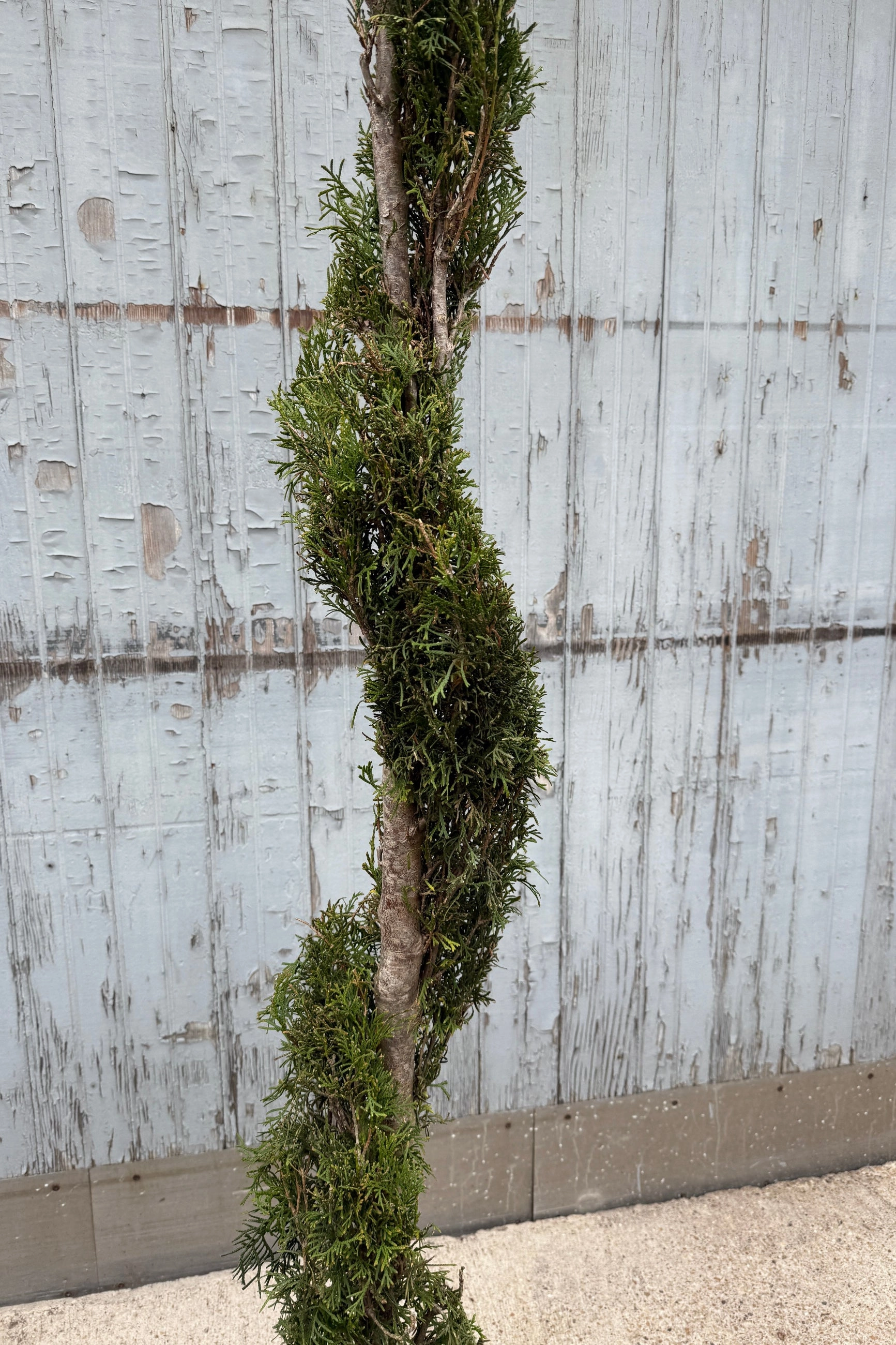 Thuja o. 'Emerald Green' Spiral #7