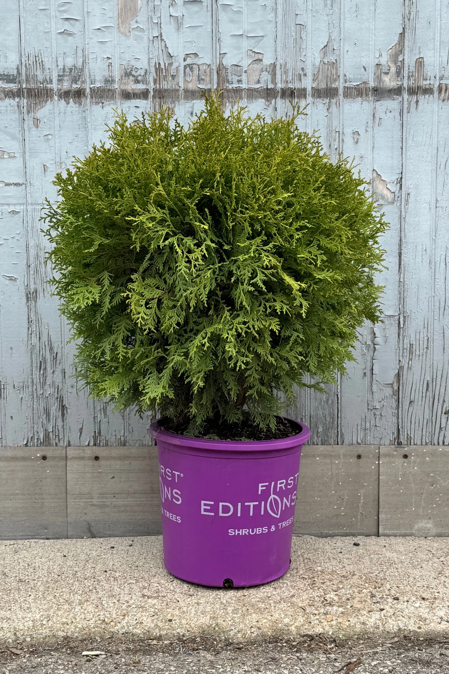 Thuja o 'Planet Earth' #5 decorative flowerpot  