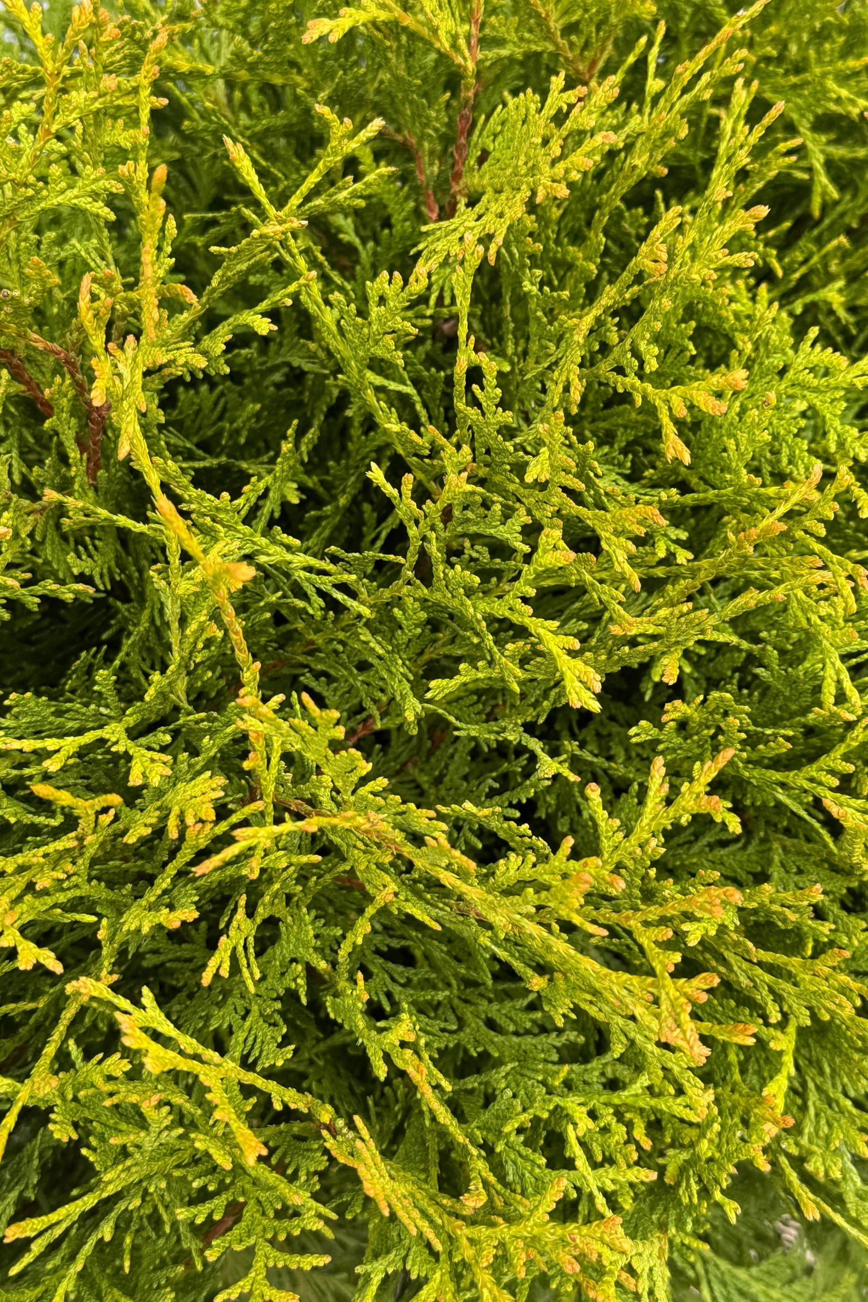 Thuja o 'Planet Earth' #5