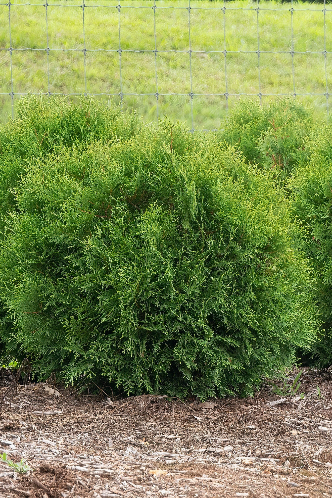 Thuja o 'Planet Earth' #5