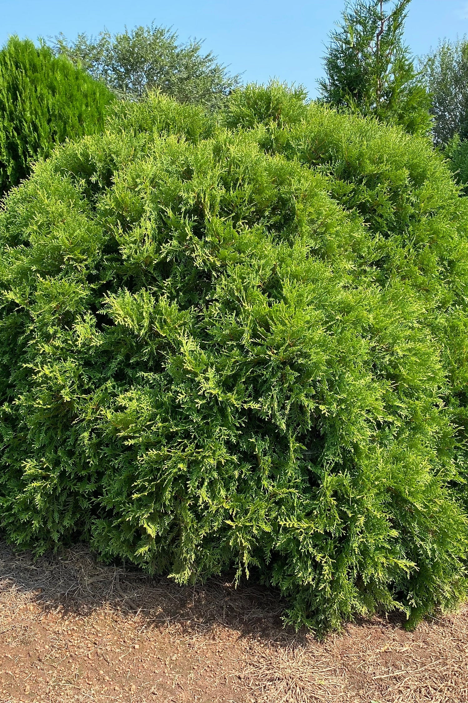 Thuja o 'Planet Earth' #5