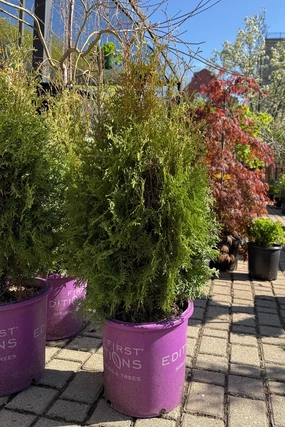 Thuja occ. 'Tall Guy' #5 decorative flowerpot  