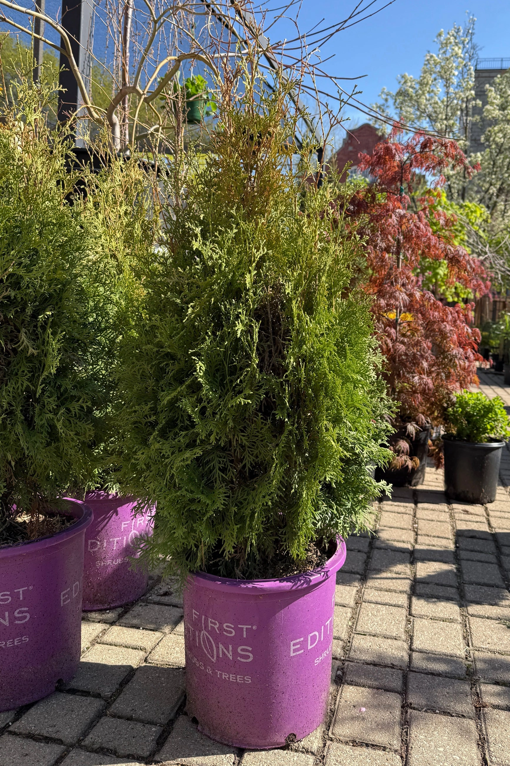 Thuja occ. 'Tall Guy' #5 decorative flowerpot  