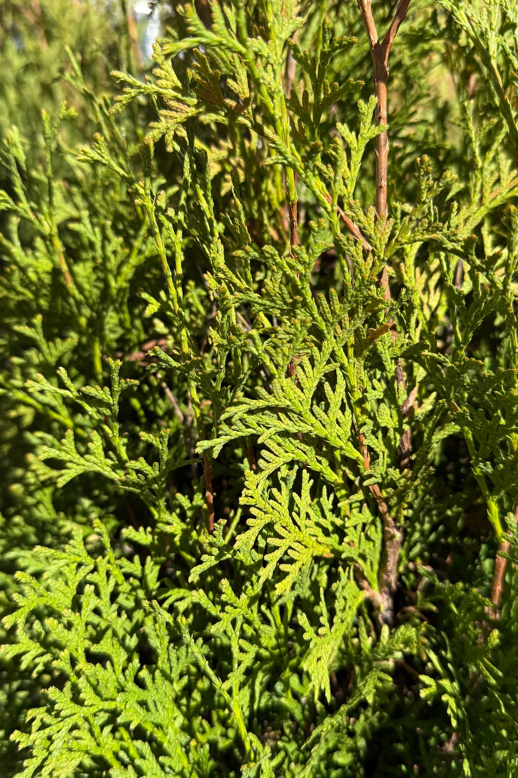 Thuja occ. 'Tall Guy' #5