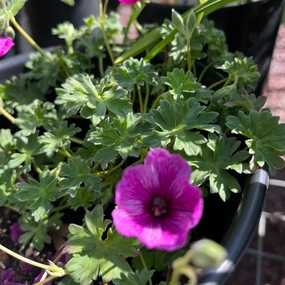 Thumping Heart Dwarf Crane's Bill | Geranium cinereum traditional flower vase  