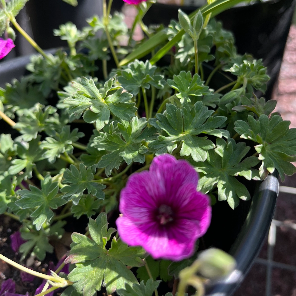 Thumping Heart Dwarf Crane's Bill | Geranium cinereum traditional flower vase  