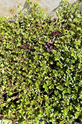 Thymus 'Coccineus' 1qt decorative flowerpot  
