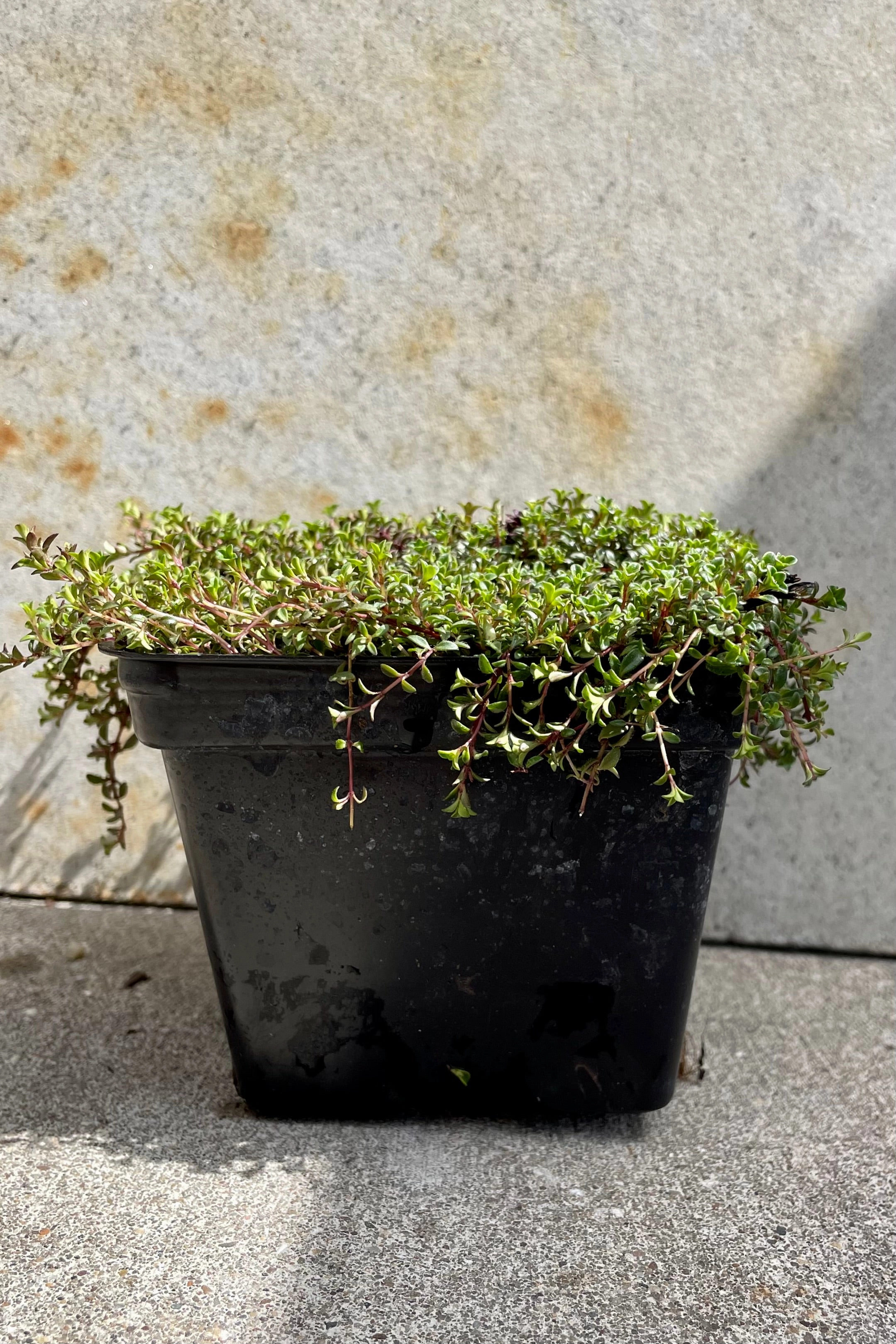 Thymus 'Coccineus' 1qt