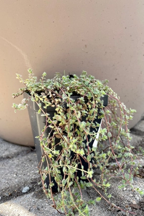 Thymus pseudolanuginosus 2.5" decorative flowerpot  