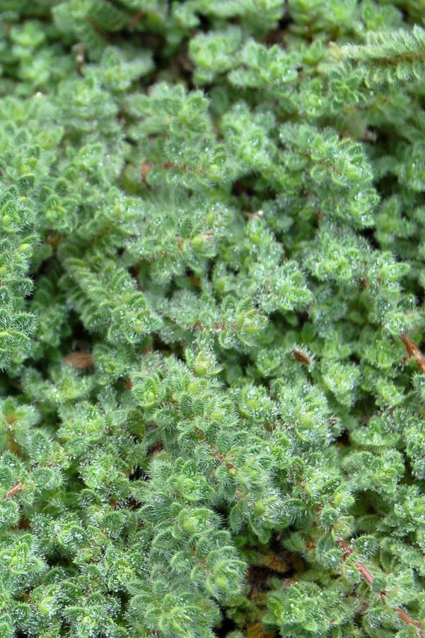 Thymus pseudolanuginosus 2.5"