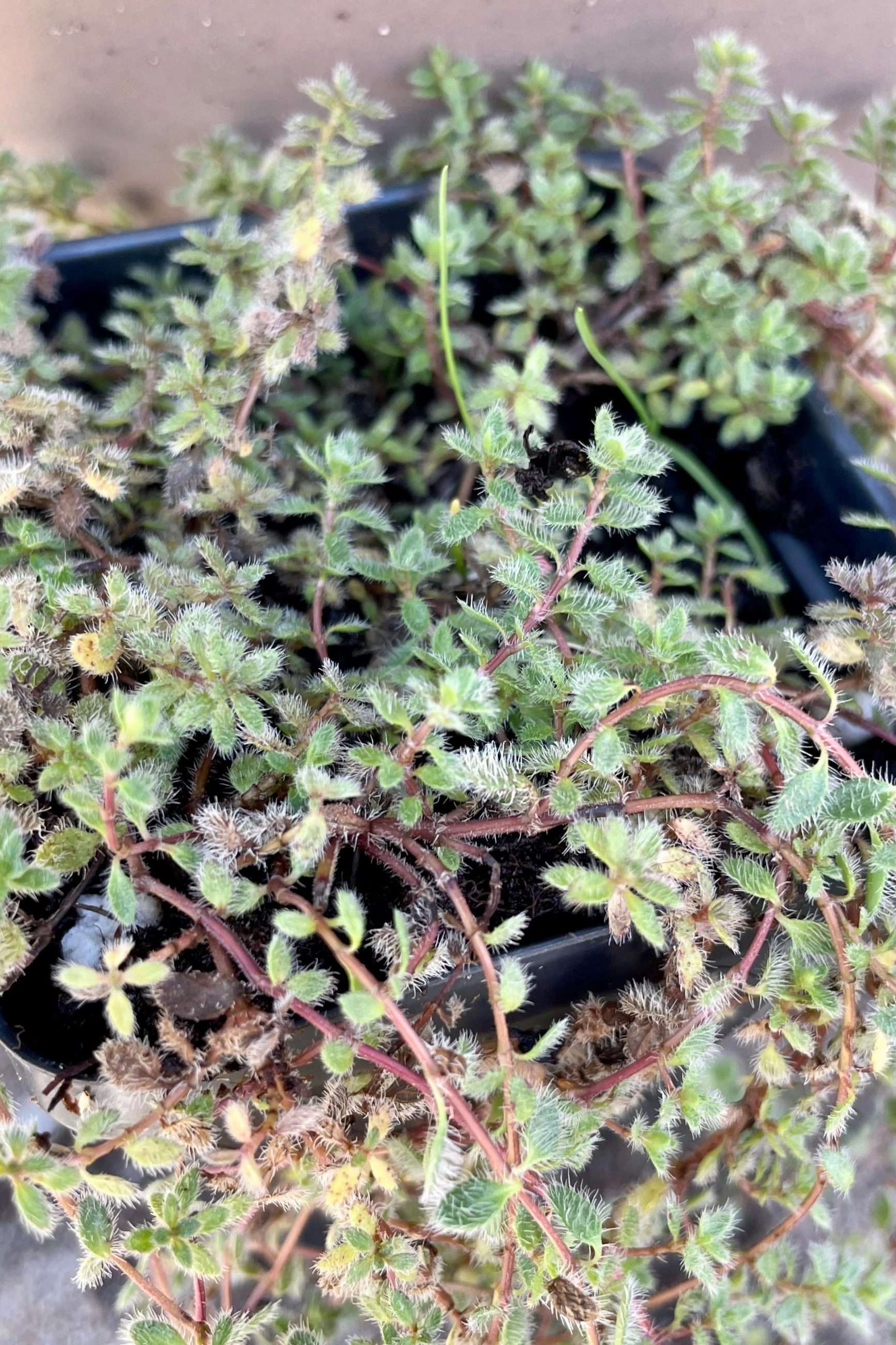 Thymus pseudolanuginosus 2.5"