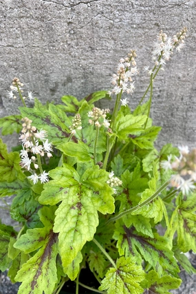 Tiarella 'Elizabeth Oliver' #1 decorative flowerpot  