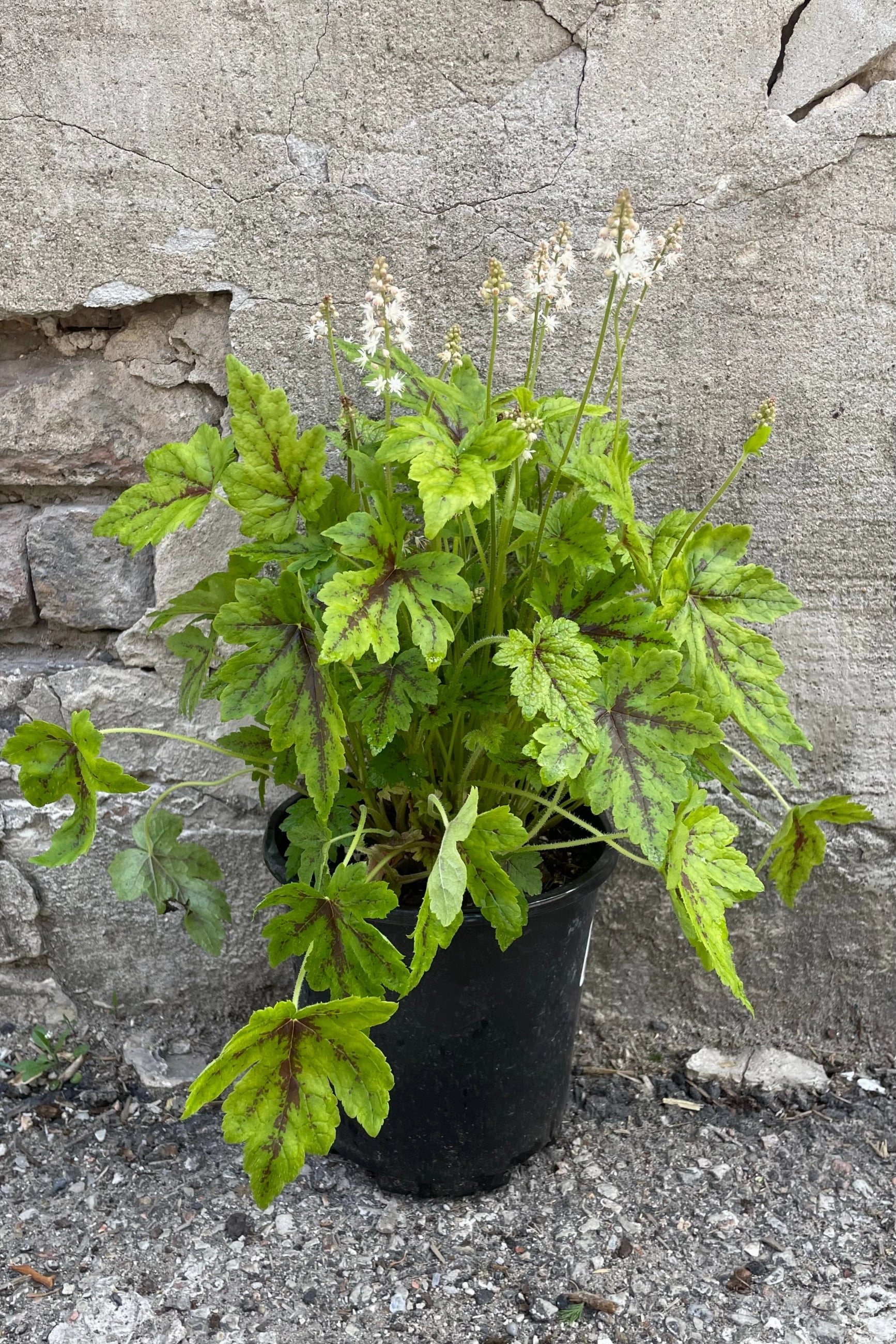 Tiarella 'Elizabeth Oliver' #1