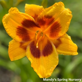 Tiger Swirl Daylily | Hemerocallis 'Tiger Swirl' traditional flower vase  