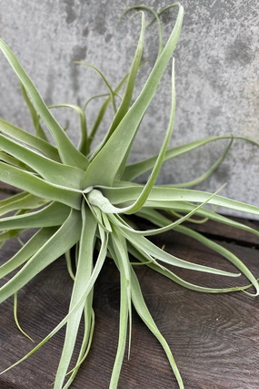 Tillandsia streptophylla, large medium flower pot  