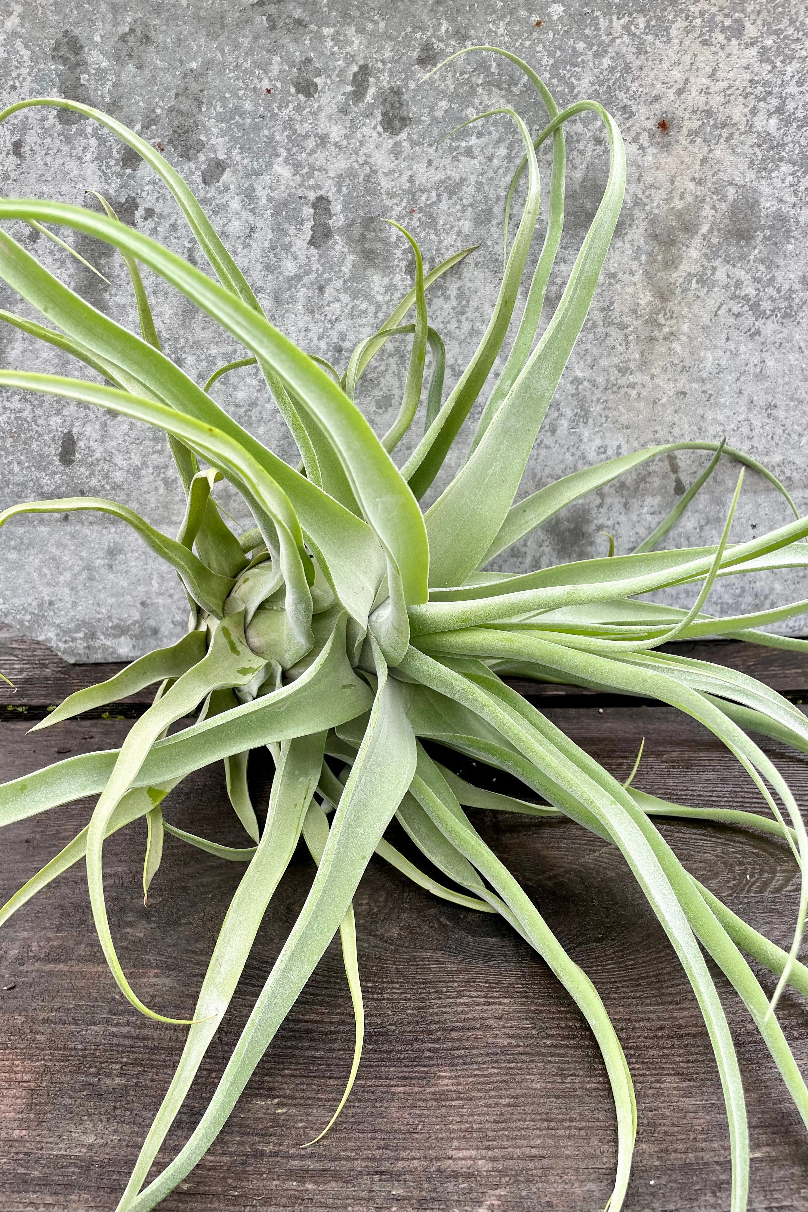 Tillandsia streptophylla, large