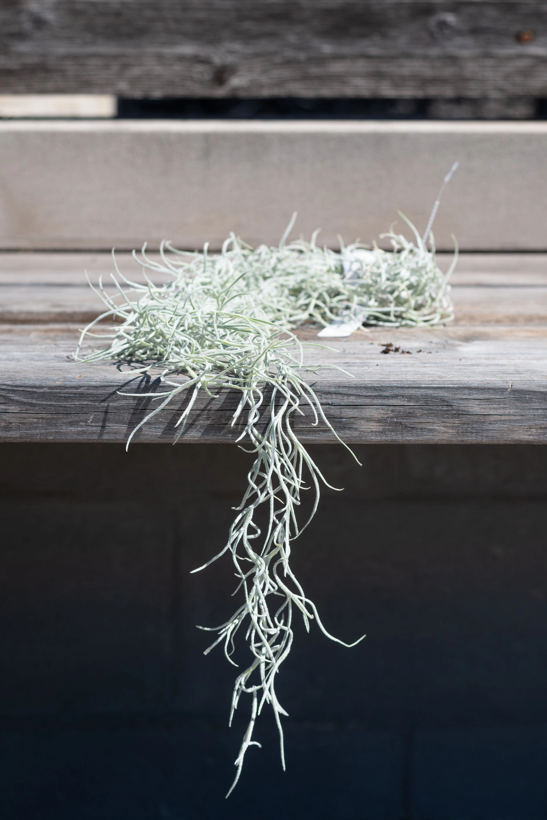 Tillandsia usneoides