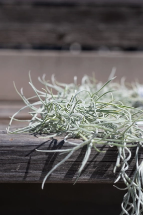 Tillandsia usneoides medium flower pot  