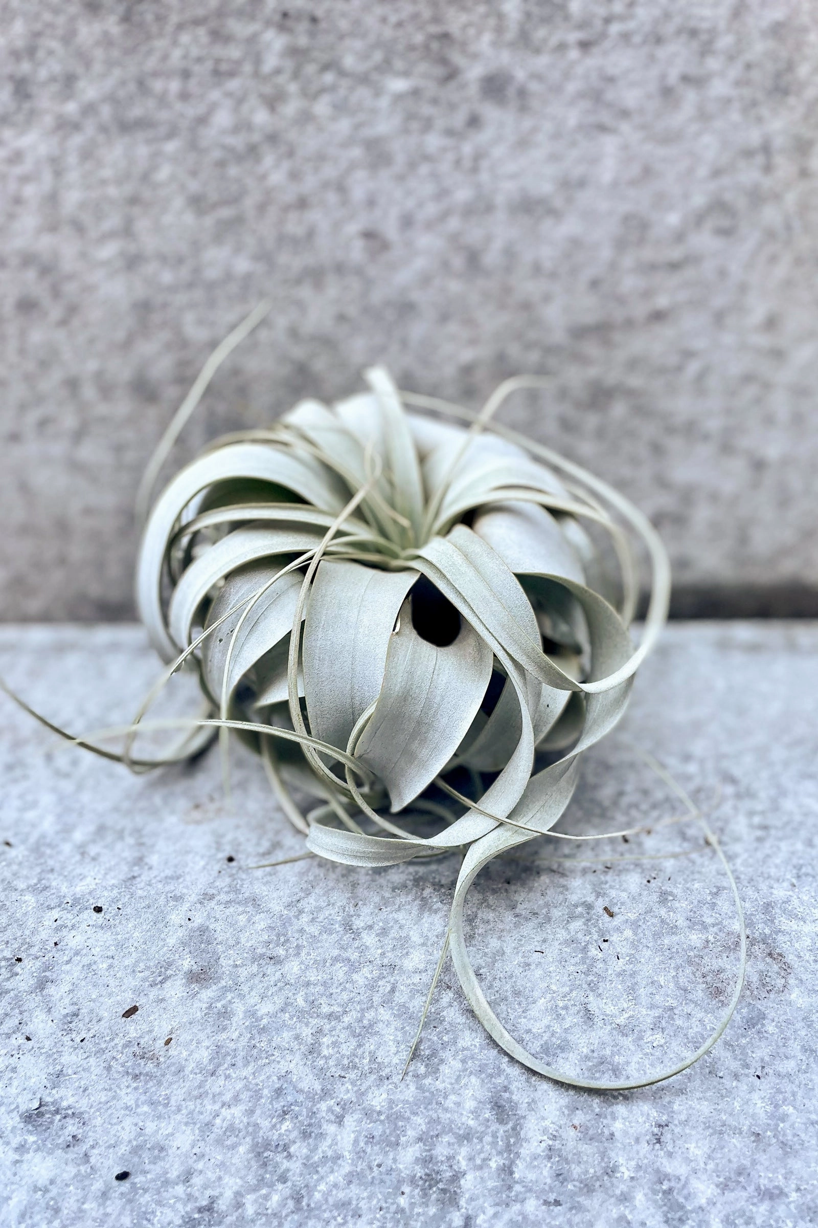 Tillandsia xerographica Medium