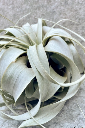 Tillandsia xerographica Medium medium flower pot  