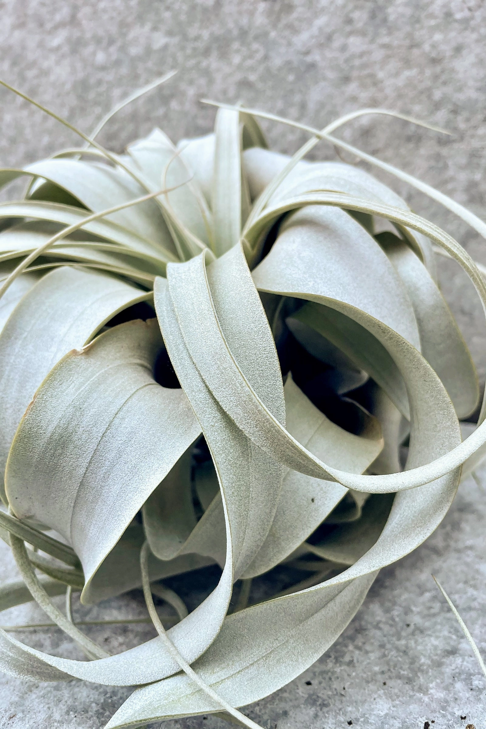 Tillandsia xerographica Medium medium flower pot  