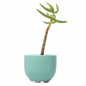 Tiny Ceramic Pot plant seeds  