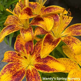 Tiny Nugget Hardy Lily | Lilium Asiatic traditional flower vase  