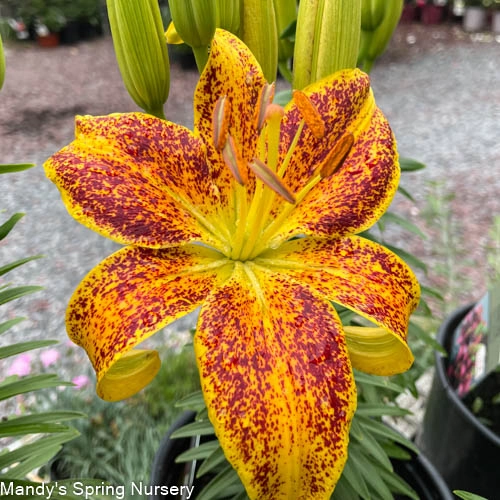 Tiny Nugget Hardy Lily | Lilium Asiatic