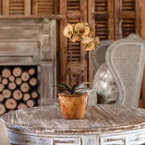 Tole Butterfly Orchid dried flowers  