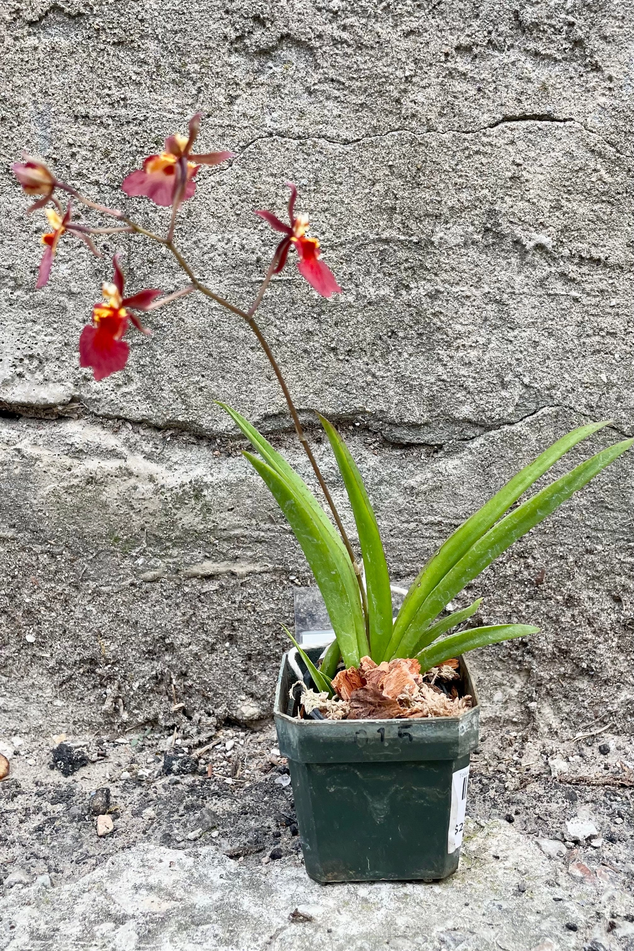 Tolumnia Orchid 2"