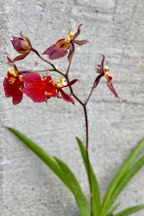 Tolumnia Orchid 2" medium flower pot  