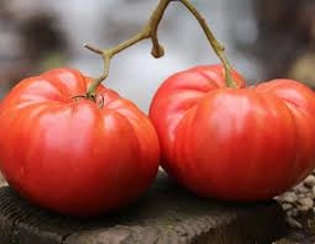 Tomato, German Pink Organic Seeds small flower pot  