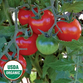 Tomato, Large Red Cherry Organic Seeds floating plant shelf  