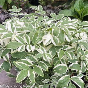 Touch of Class Creeping Jacob's Ladder | Polemonium reptans single layer plant shelf  