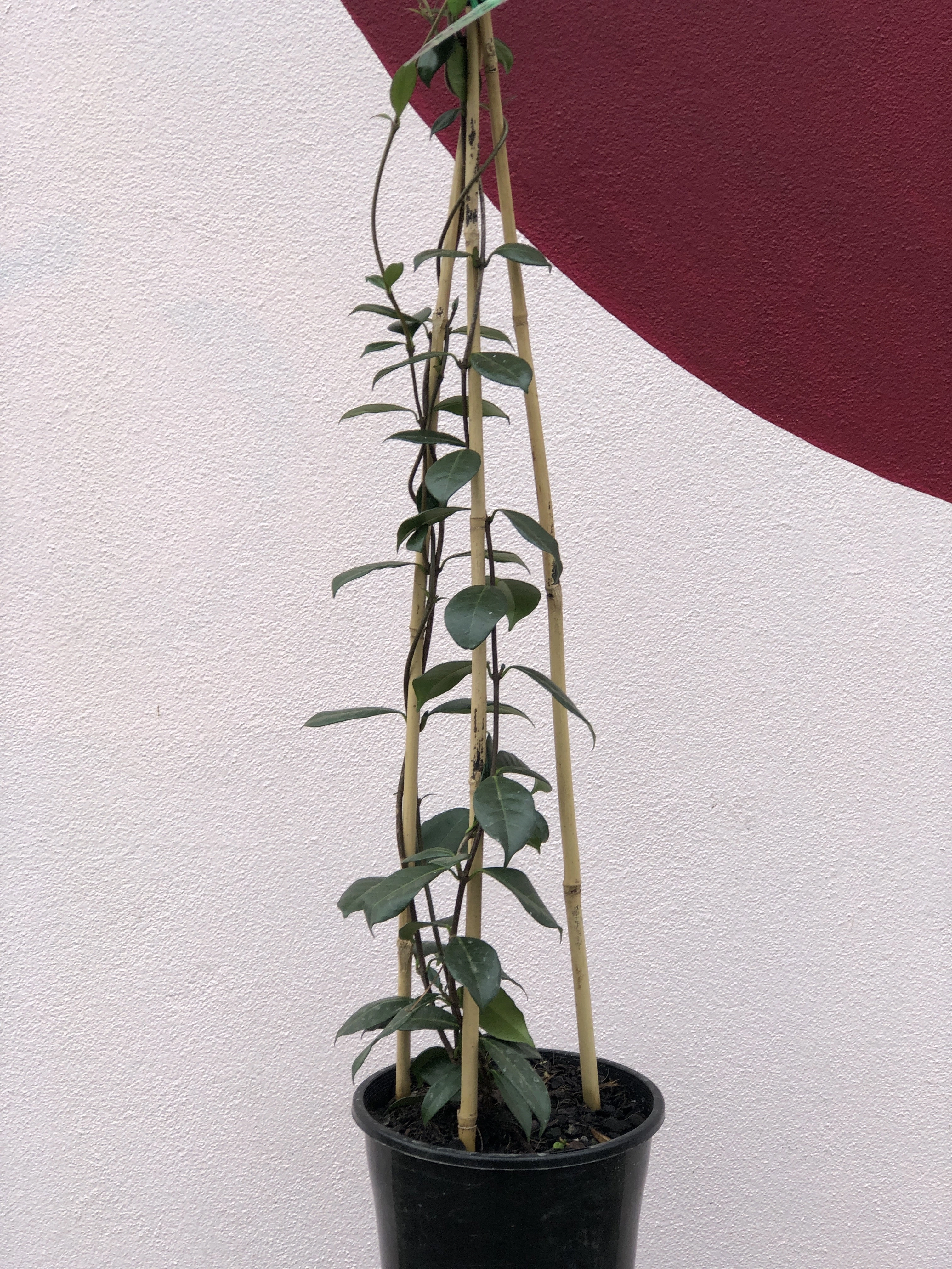 Trachelospermum jasminoides small flower pot  