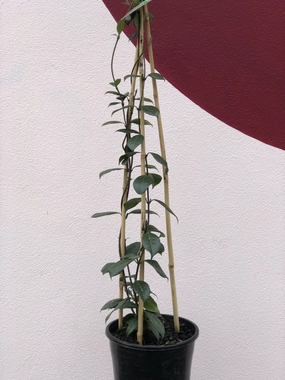 Trachelospermum jasminoides small flower pot  
