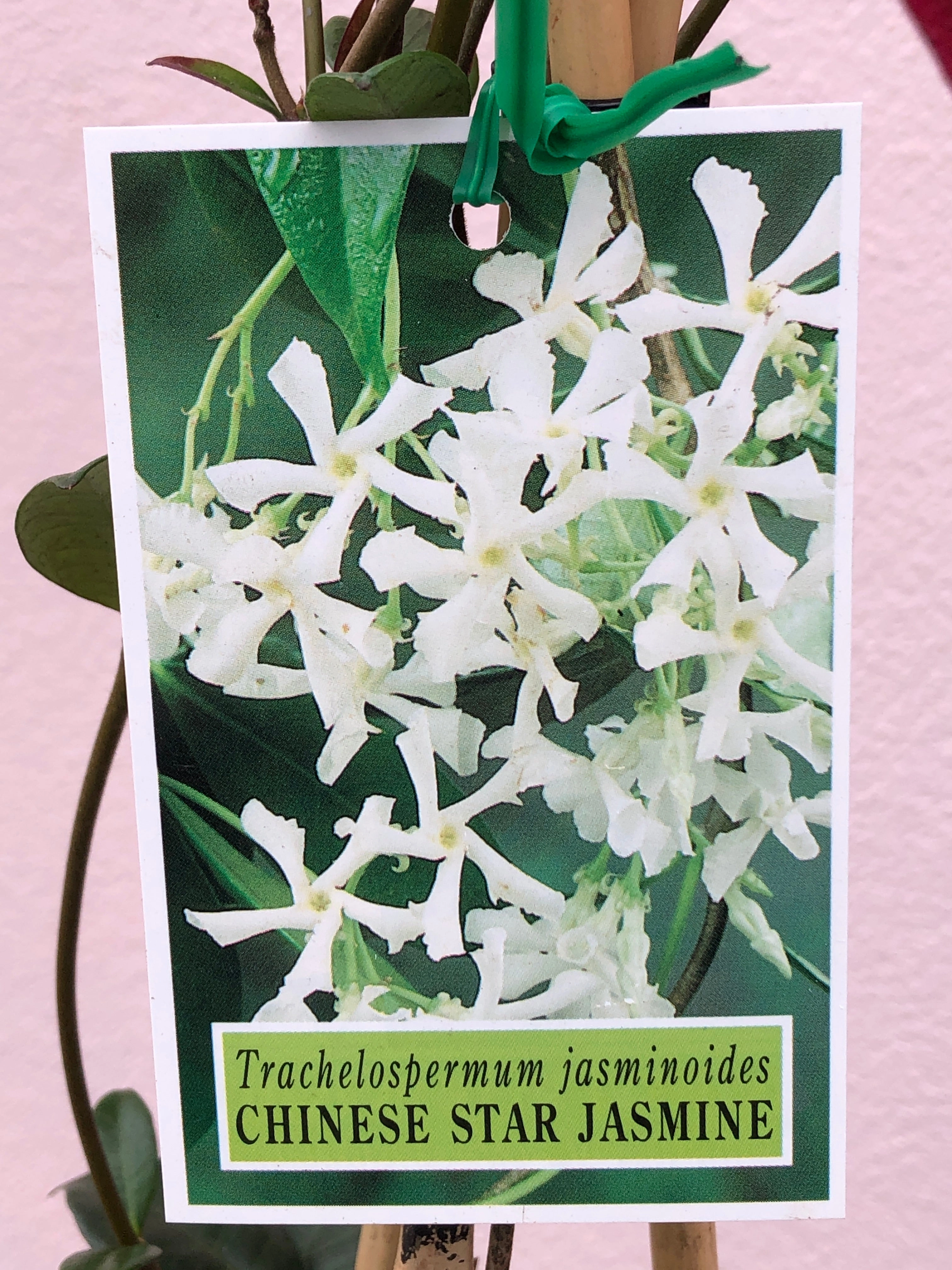 Trachelospermum jasminoides