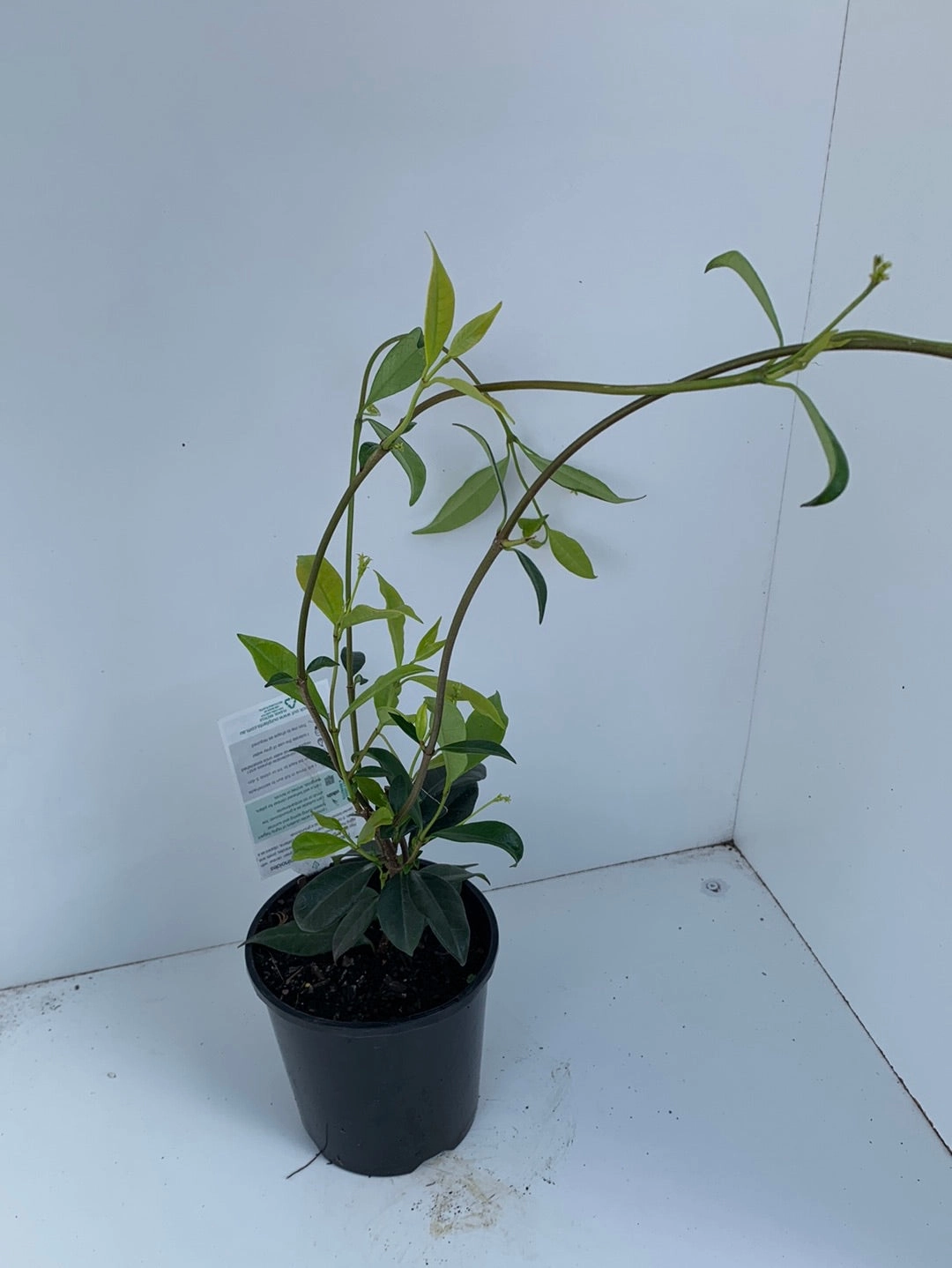 Trachelospermum jasminoides