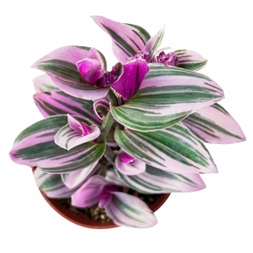 Tradescantia Nanouk / Fantasy Venice (4 inch) mini ornamental plant  